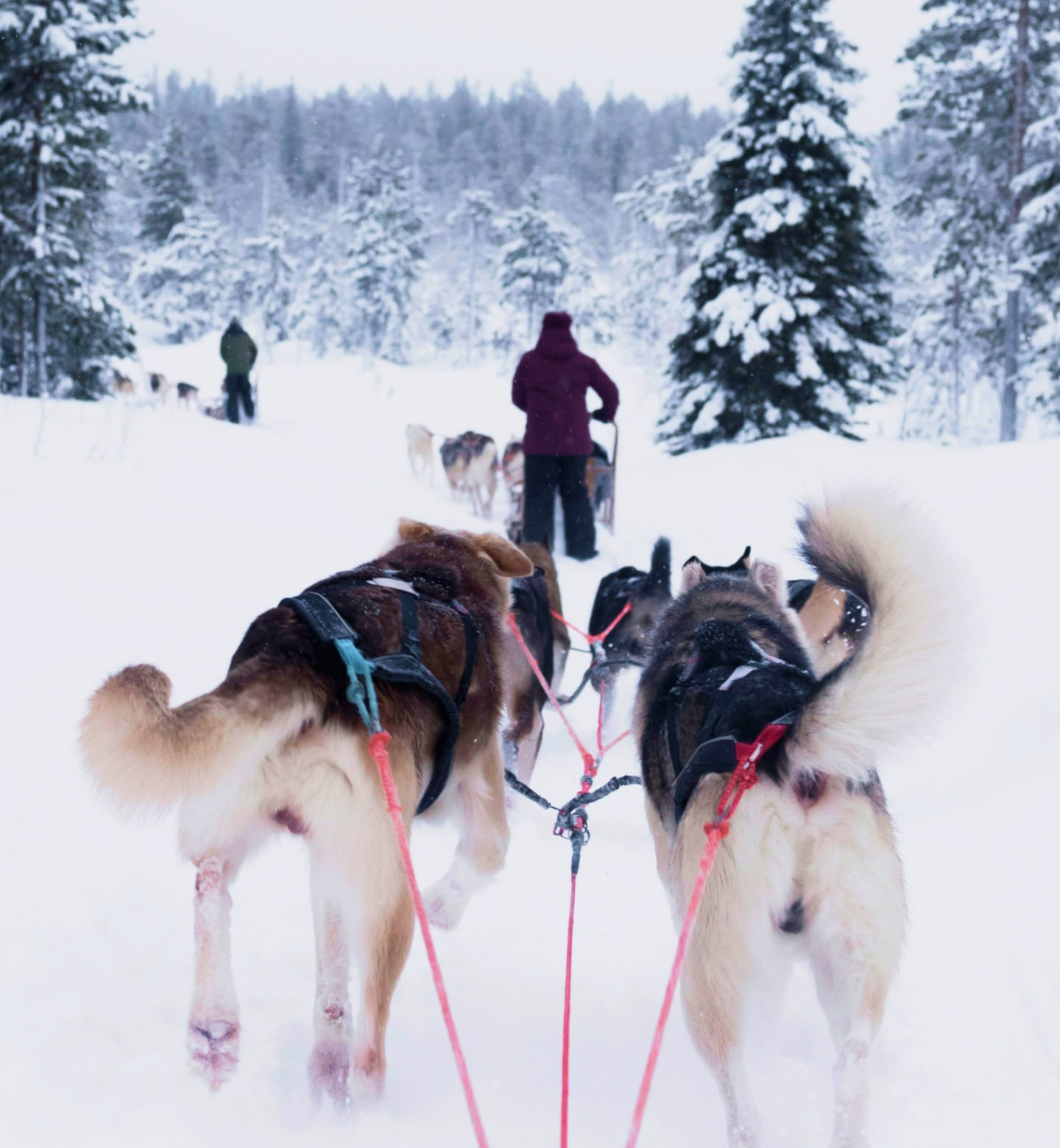 Huskies ziehen einen Schlitten durch einen verschneiten Wald in Rovaniemi, Finnland. Vor ihnen fahren weitere Schlitten.