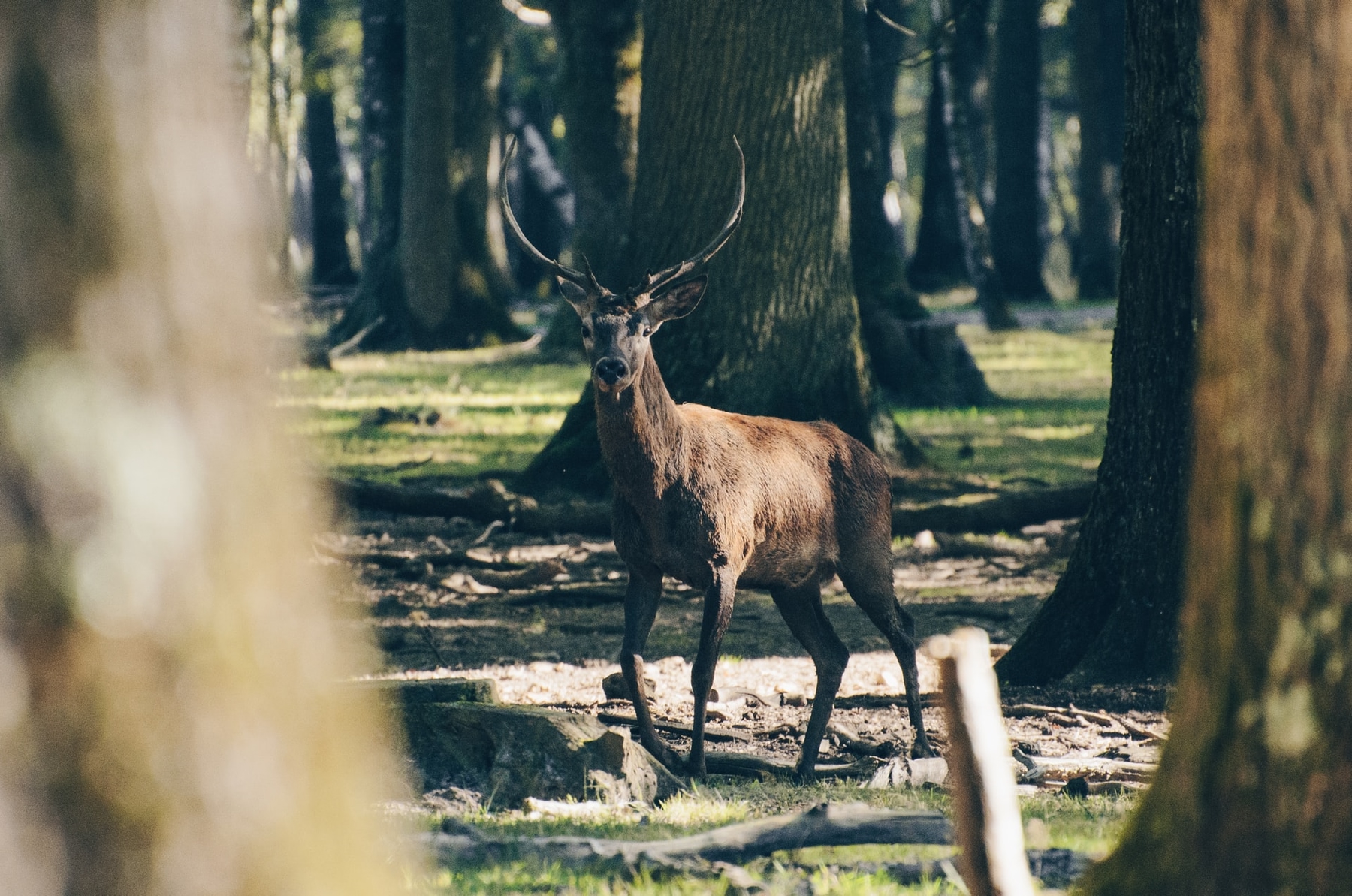 randonnées autour de Paris : la traversée de la forêt Rambouillet