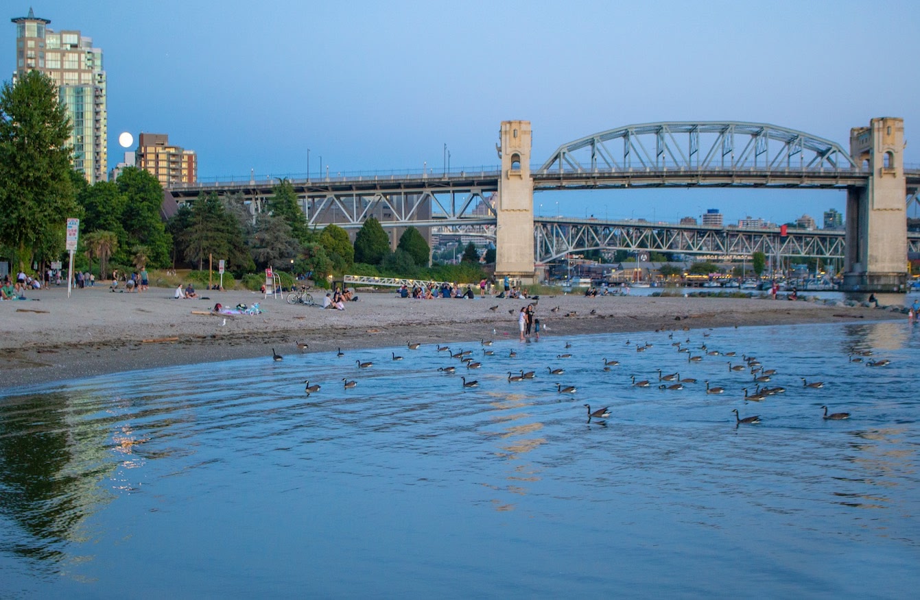 Geese swimming at Vancouver's Sunset Beach with Burrard Street Beach in the background.