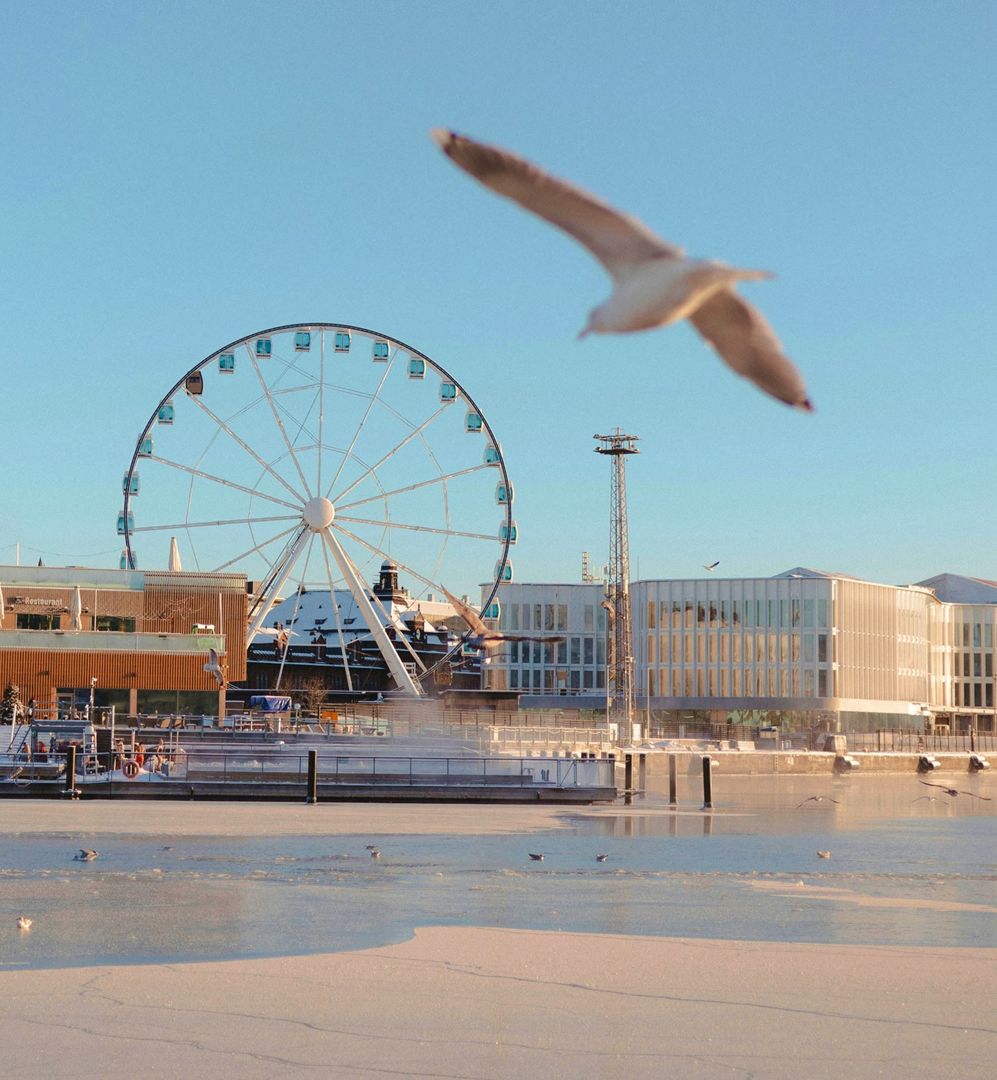 Mewa szybuje nad zamarzniętym nabrzeżem w Helsinkach, a w tle widać diabelski młyn.