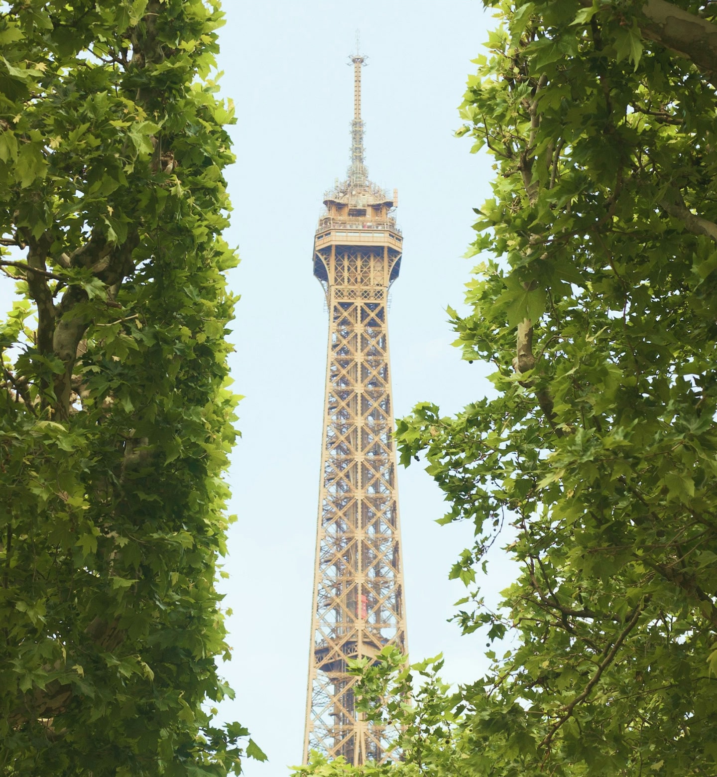 A view of the Eiffel Tower seen peeking through between green leafy trees in Paris, France.