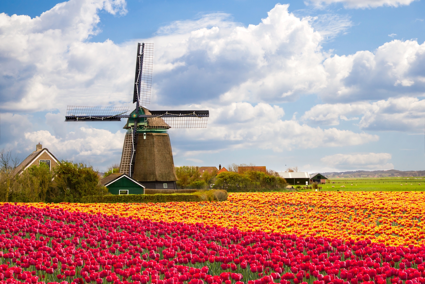 Bloemenvelden Nederland