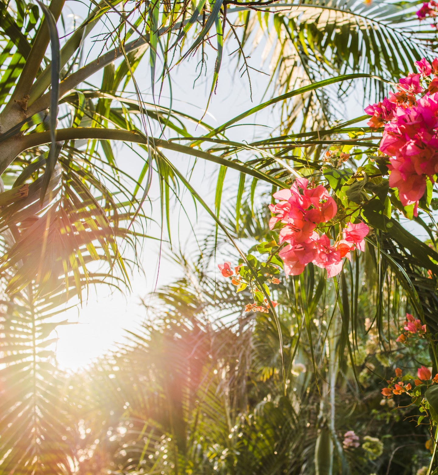 La lumière du soleil filtre à travers les feuilles de palmier et les fleurs rose vif à Tamarindo, au Costa Rica.