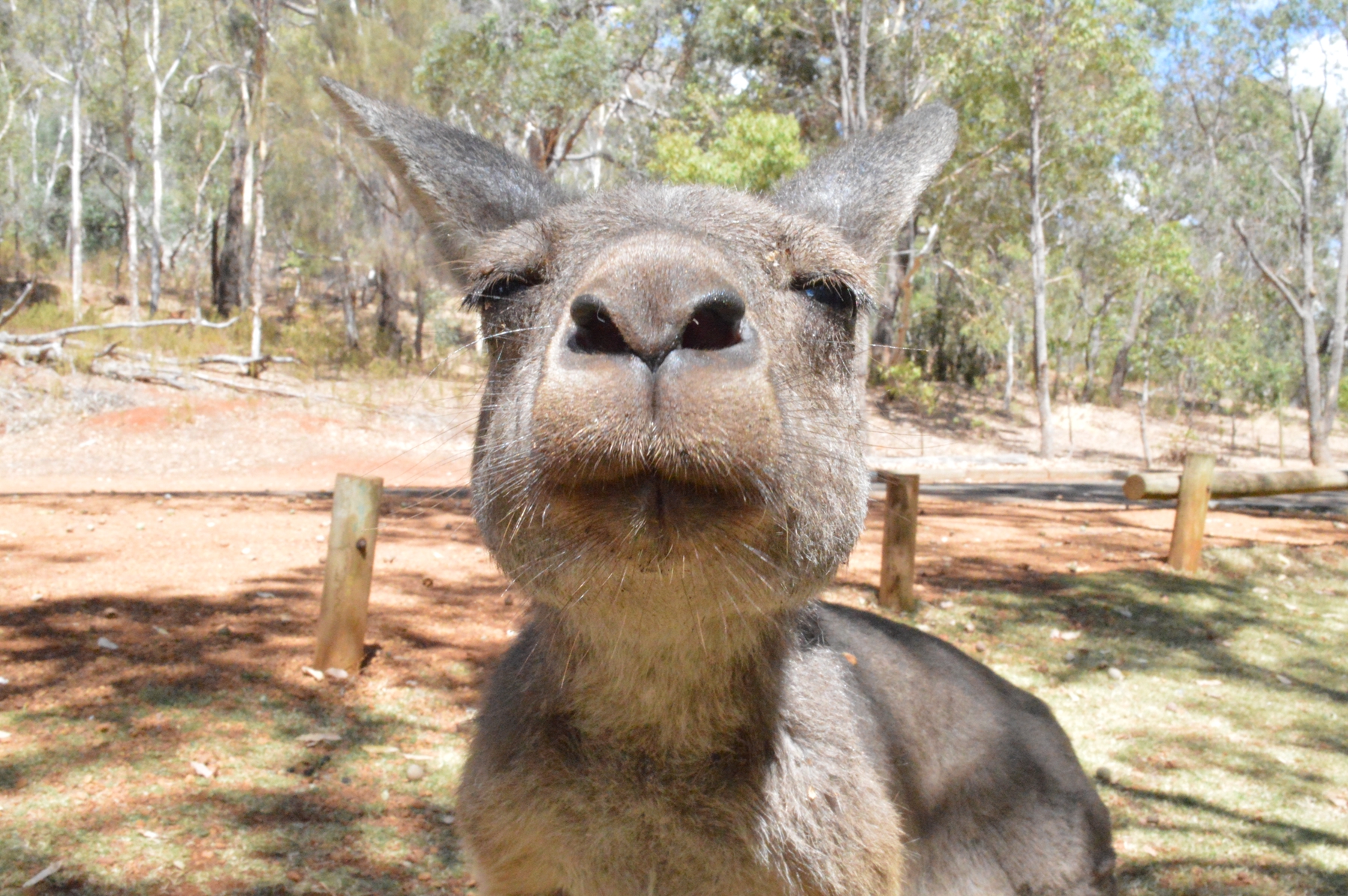 Get up close to the kangaroos of Kangaroo Island on a wildlife tour