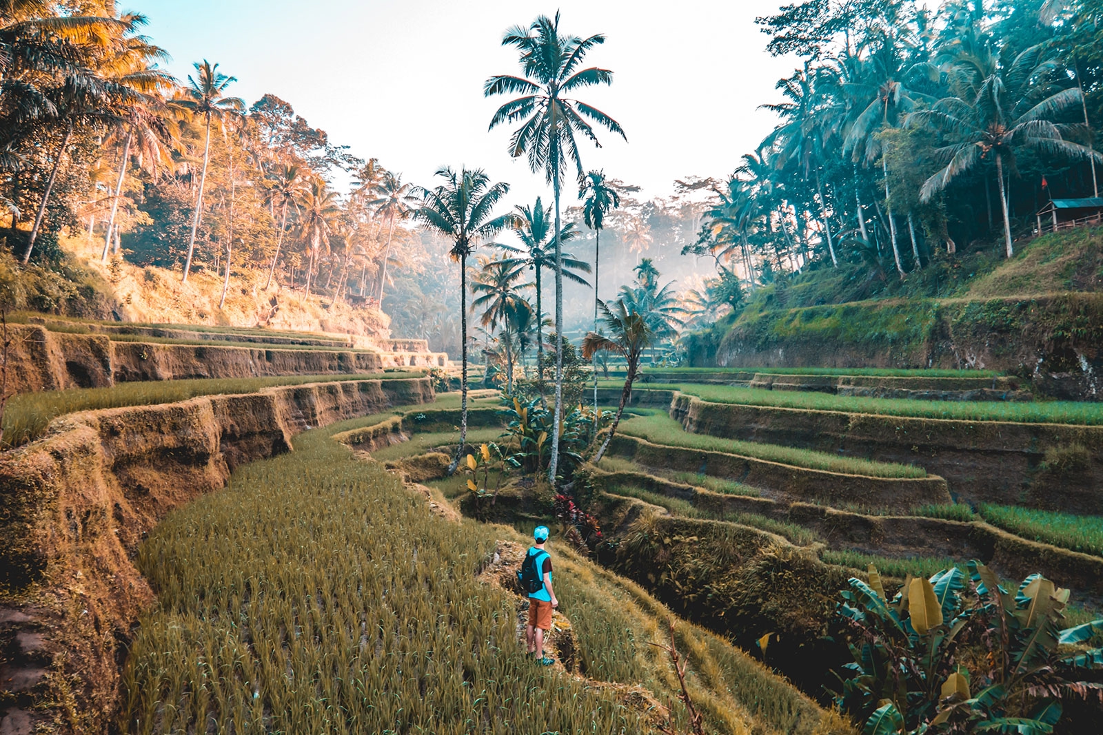 Bali's iconic rice fields and palm trees