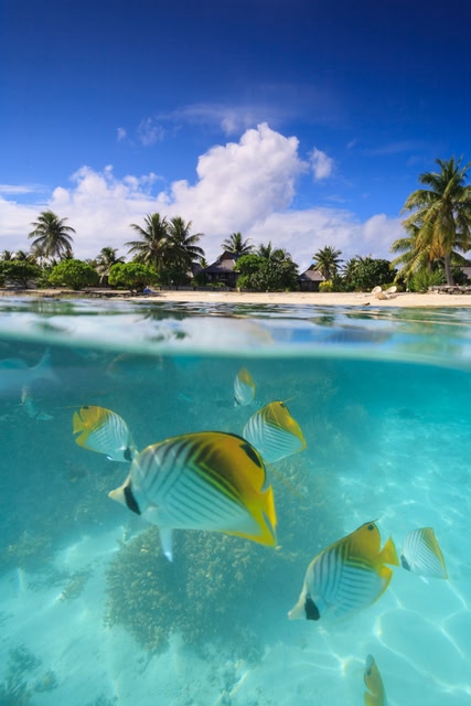 Fish underwater, Bora Bora, French Polynesia