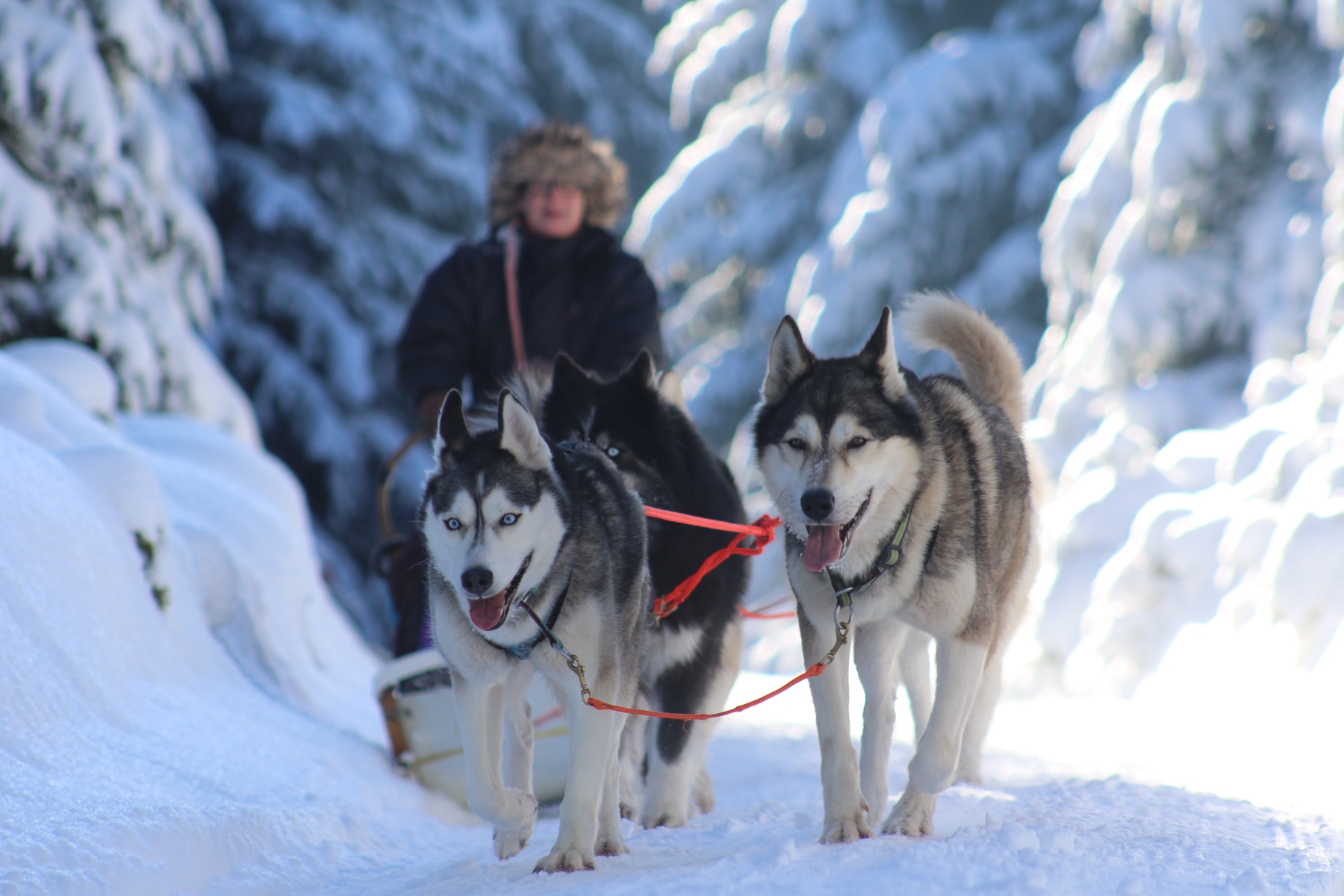 Urlaub im Thüringer Wald: Schlittenhunde