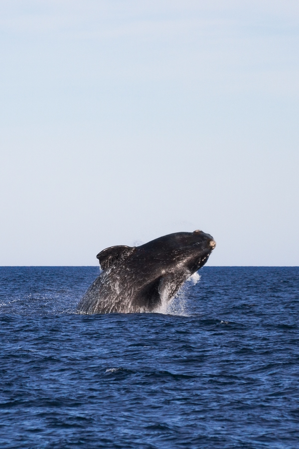Die beste Reisezeit für Island: Whale Watching in Island
