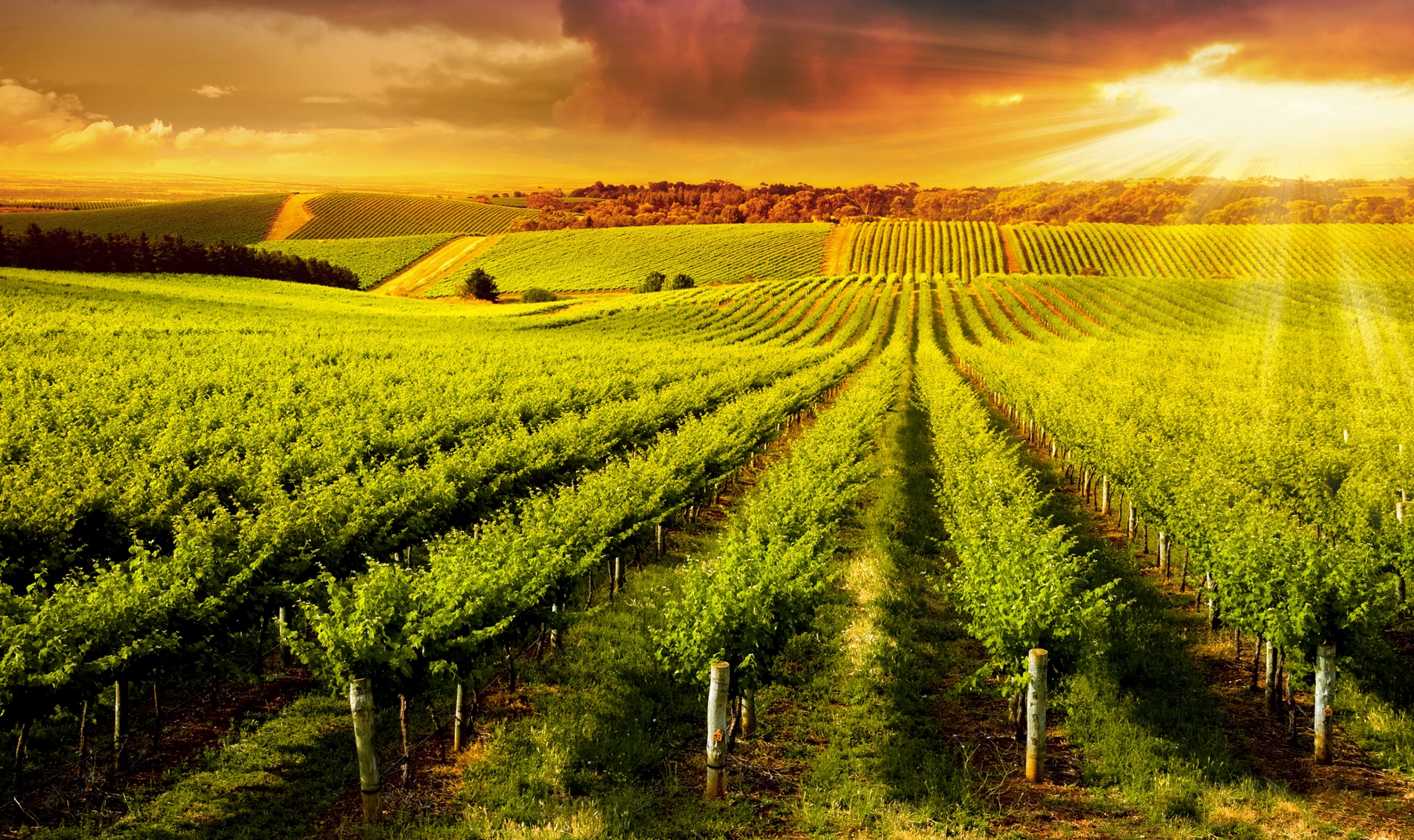 Rows of vines in vineyard at sunset