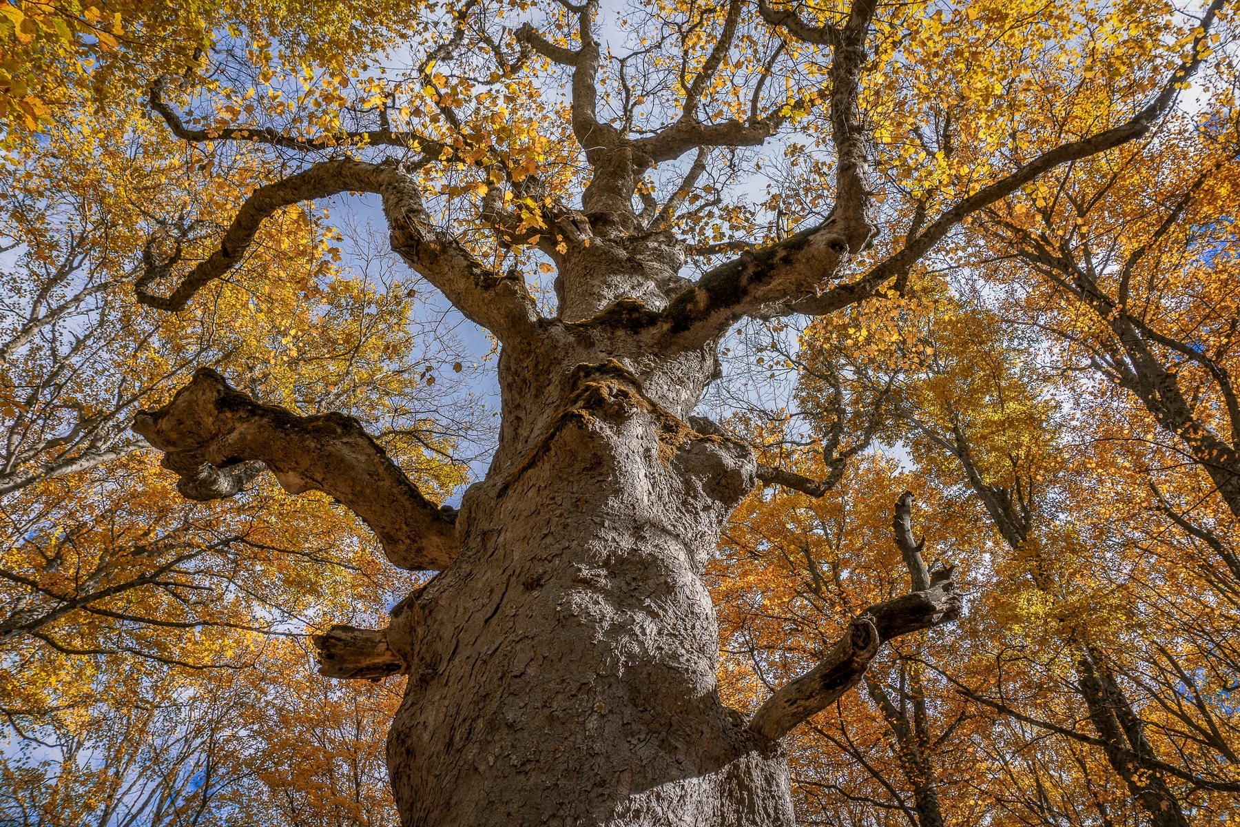 Abruzzo foliage