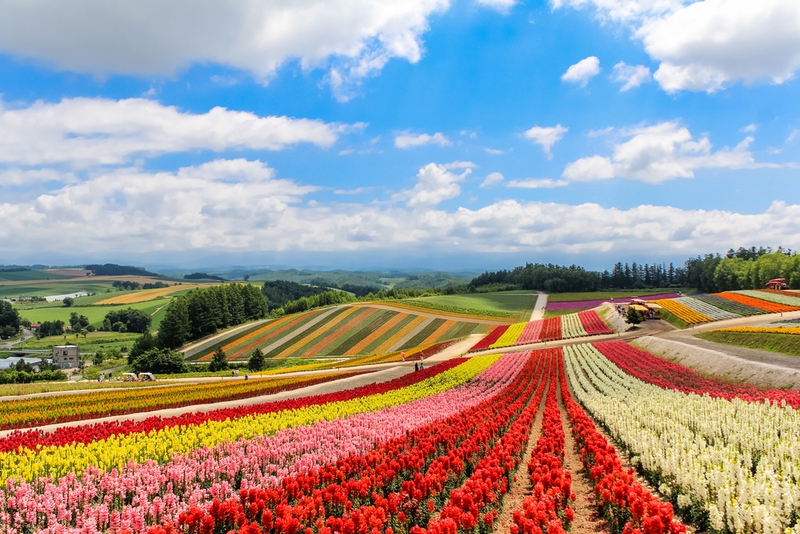 四季彩の丘(北海道)
文字通りの花の絨毯