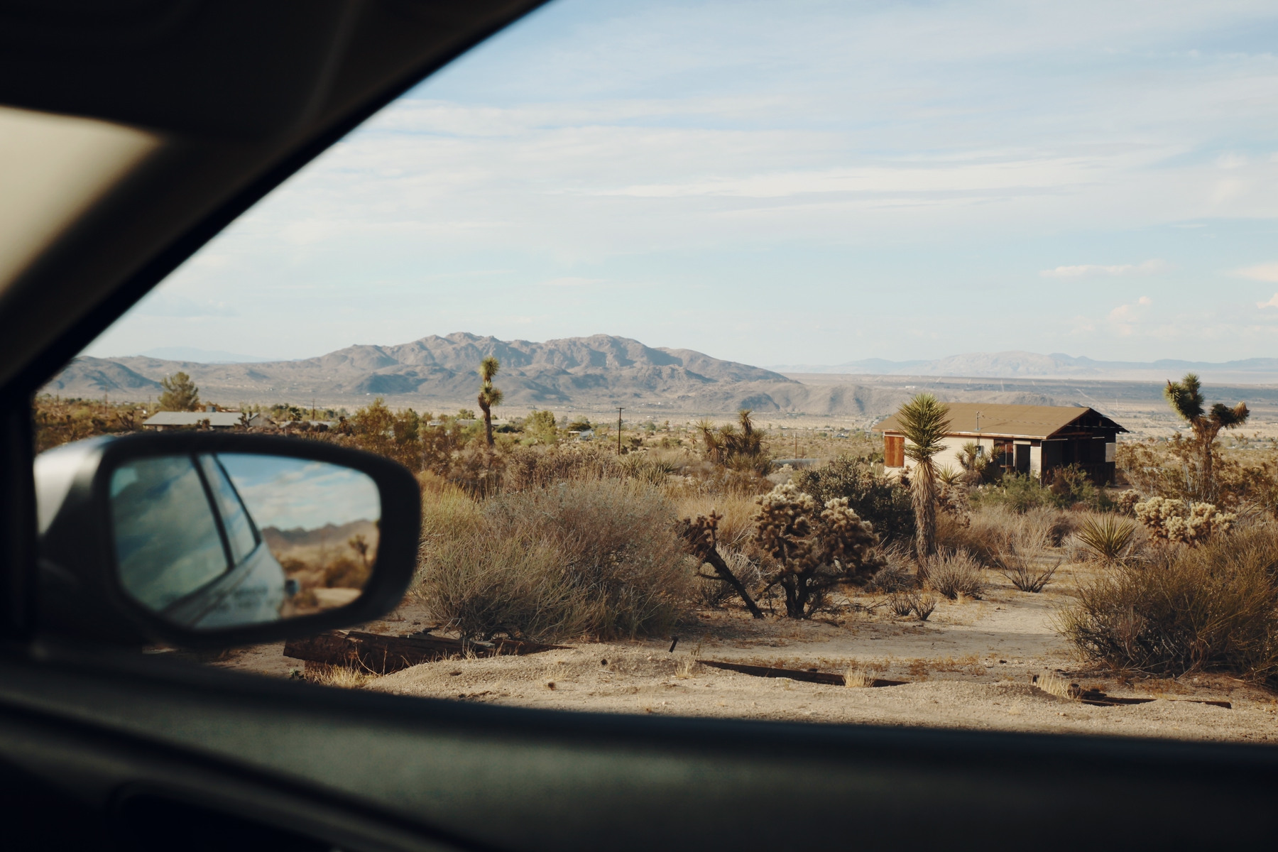 Joshua tree out a car window
