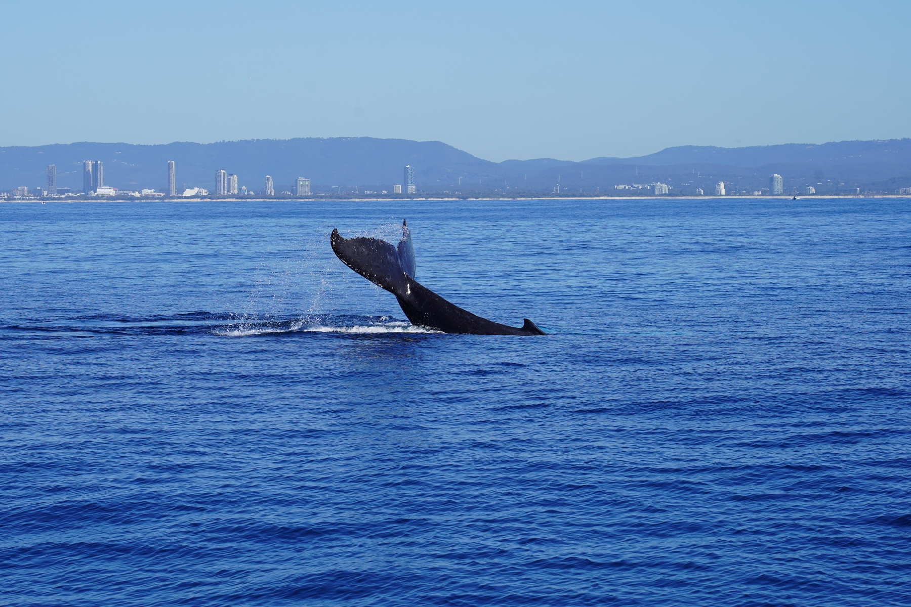 Gold Coast Whale Watching