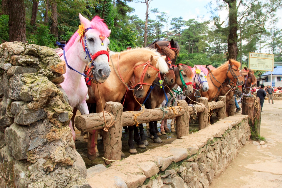 A bunch of beautiful horses in Baguio City