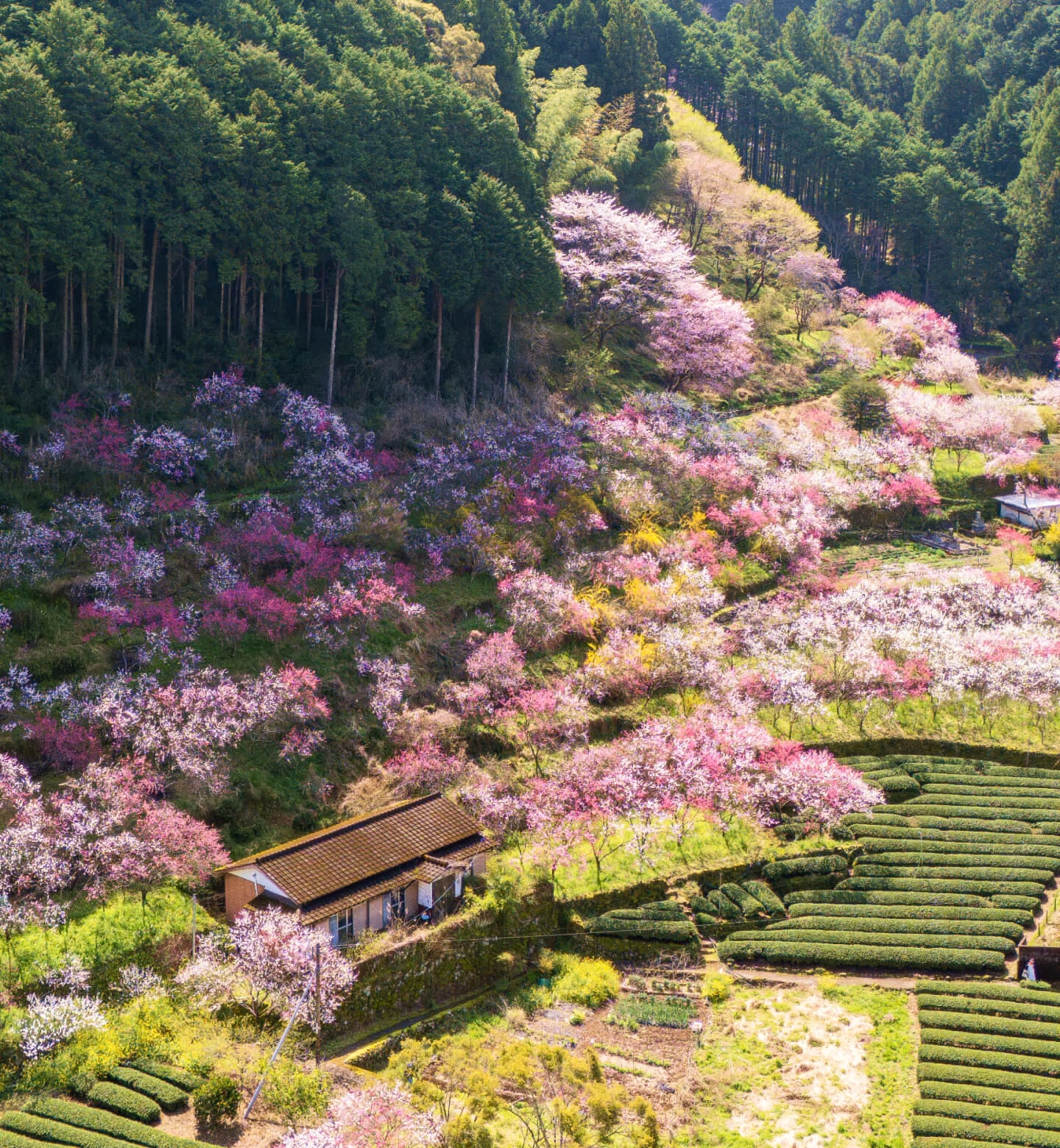 Aerial view of a small house surrounded by pink cherry blossom trees in full bloom on the side of a mountain in Kochi, Japan