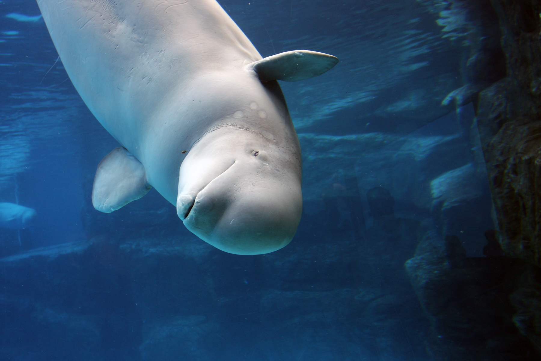 Beluga whales under the water
