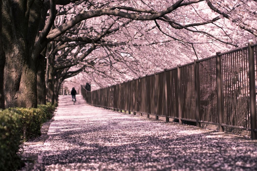 Cycling under the cherry blossoms - When is the best time to visit Japan in 2020