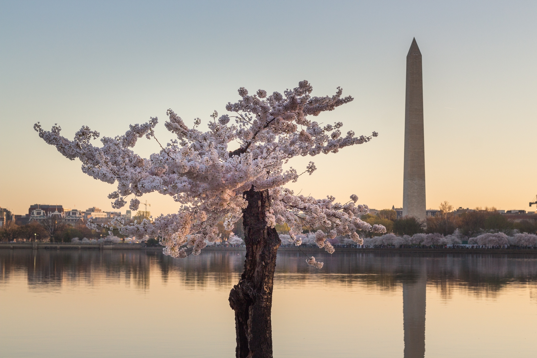 cherry blossoms in DC with the Lincoln Memorial in the distance close to sunset