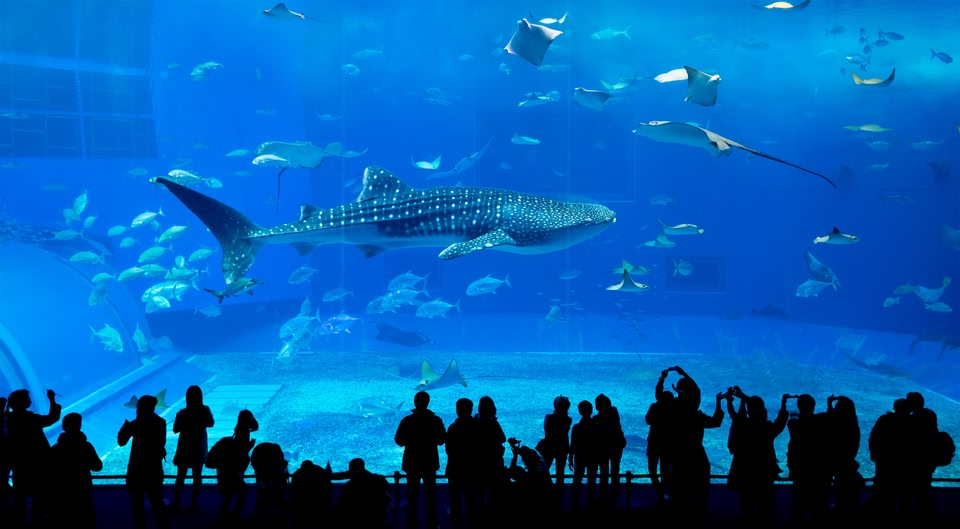 沖縄 美ら海水族館