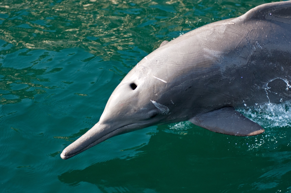 A dolphin in Subic Bay