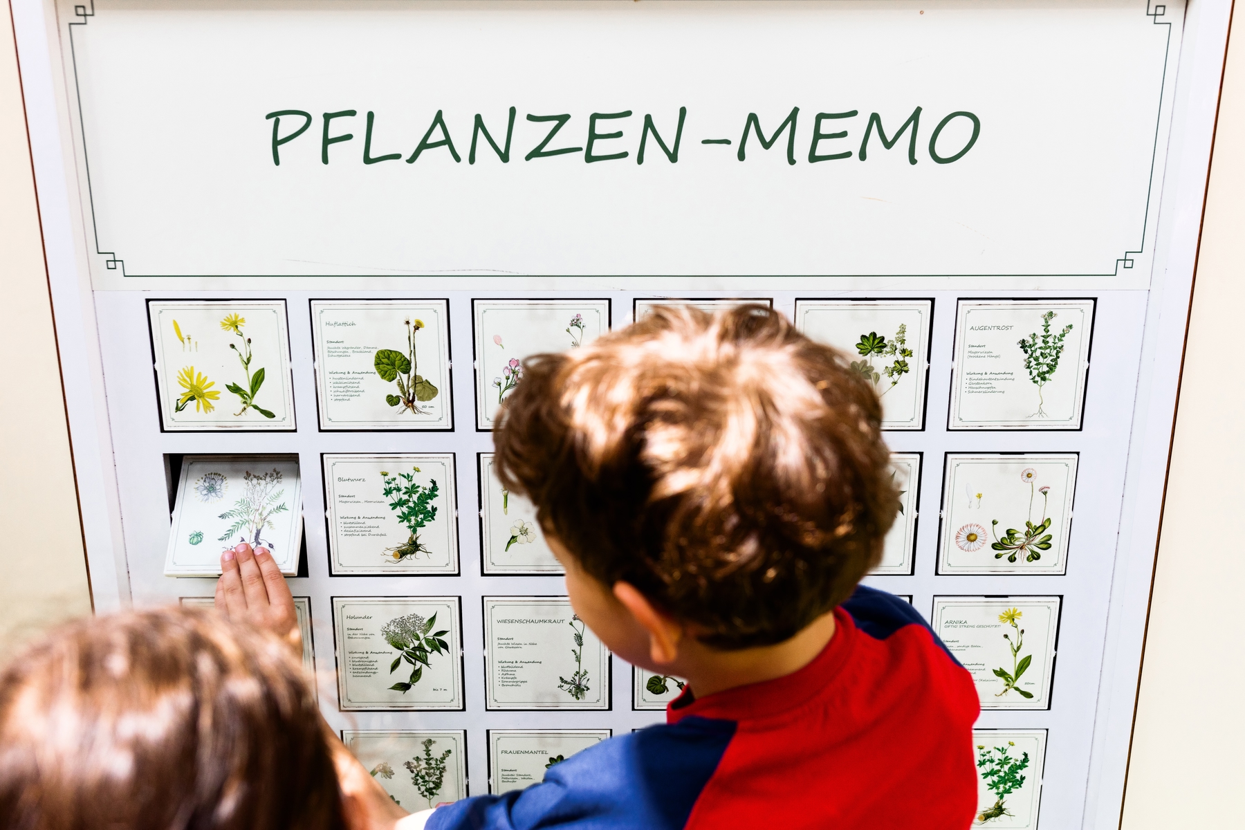 Pflanzen-Memory im Olitätenwagen