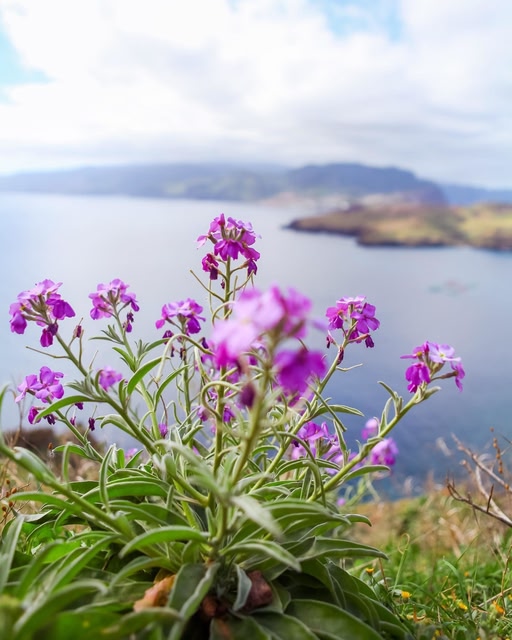 Des fleurs locales devant une vue de la côte
