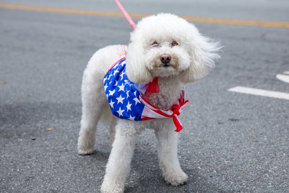 A fluffy white dog wearing a patriotic American flag bandana while standing on an asphalt street.