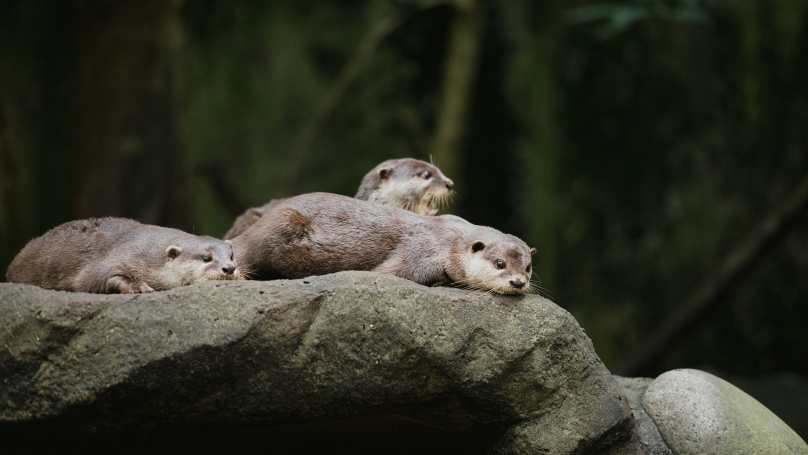 Otters on a grey rock in the Singapore Zoo