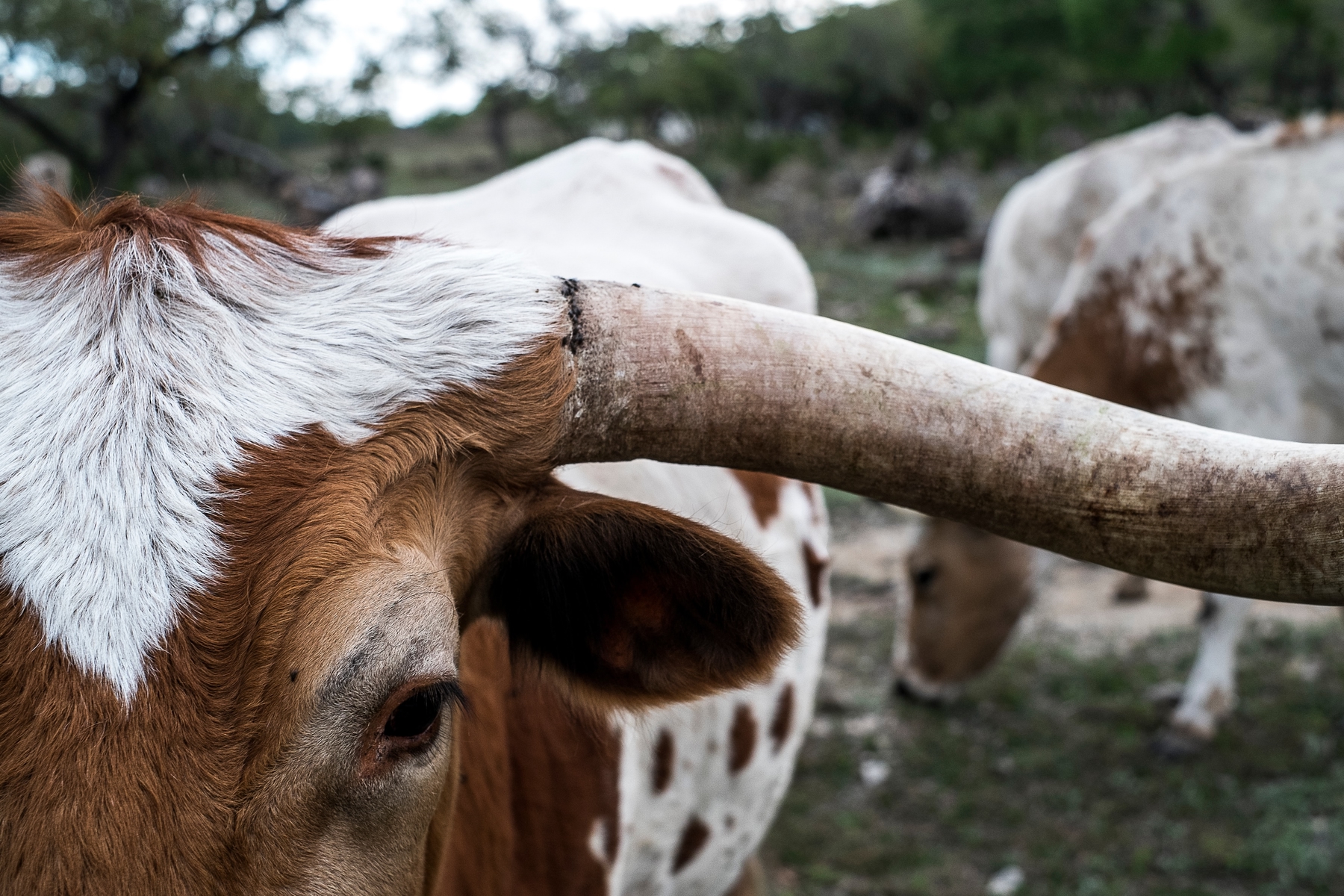 Close-up view of cattle in American small town