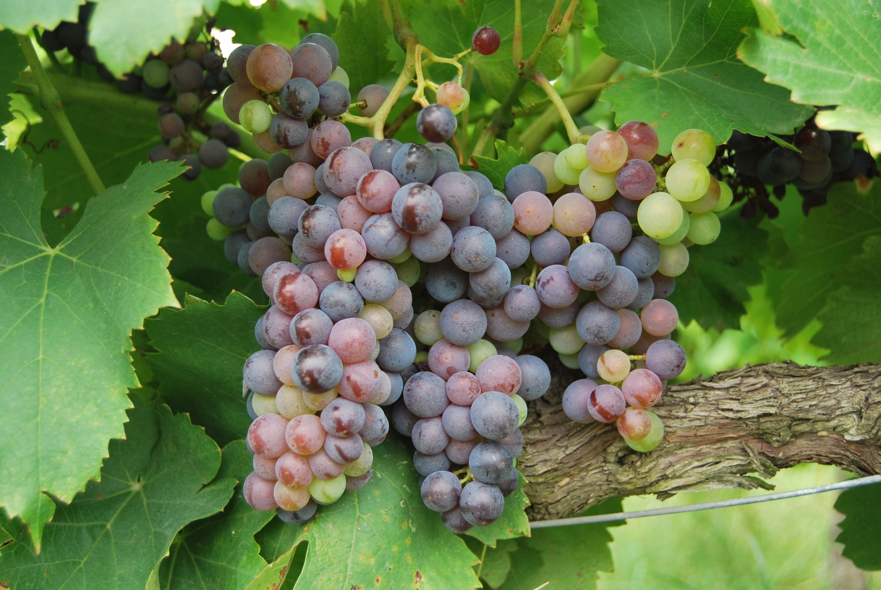 Du vin à déguster lors de votre prochain voyage