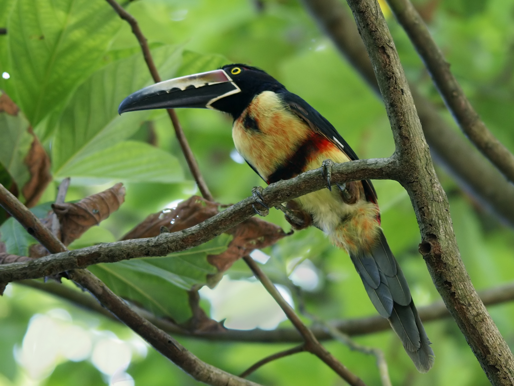 pteroglossus torquatus in montezuma costa rica