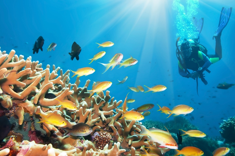 diving in the red sea