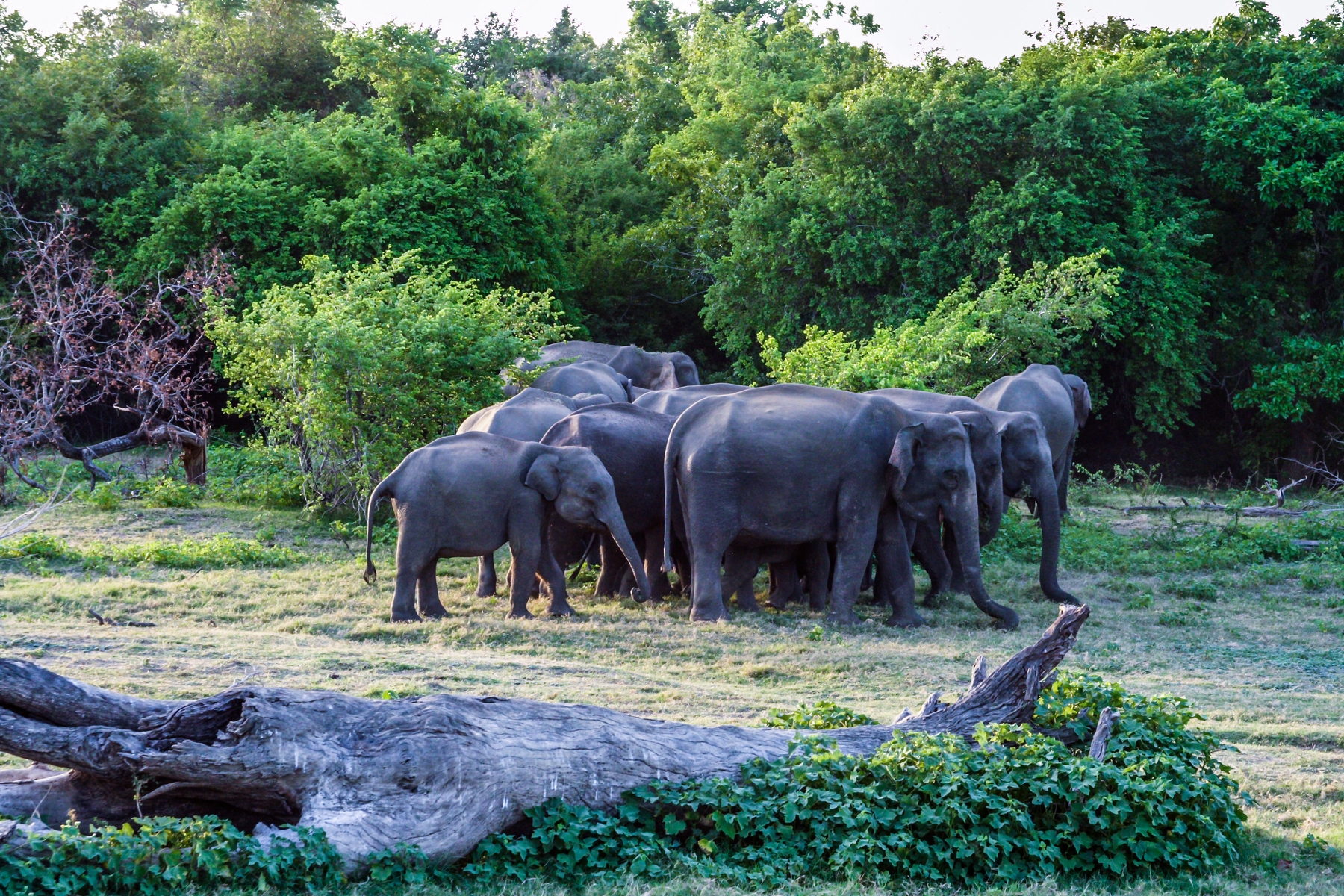 a herd of elephants