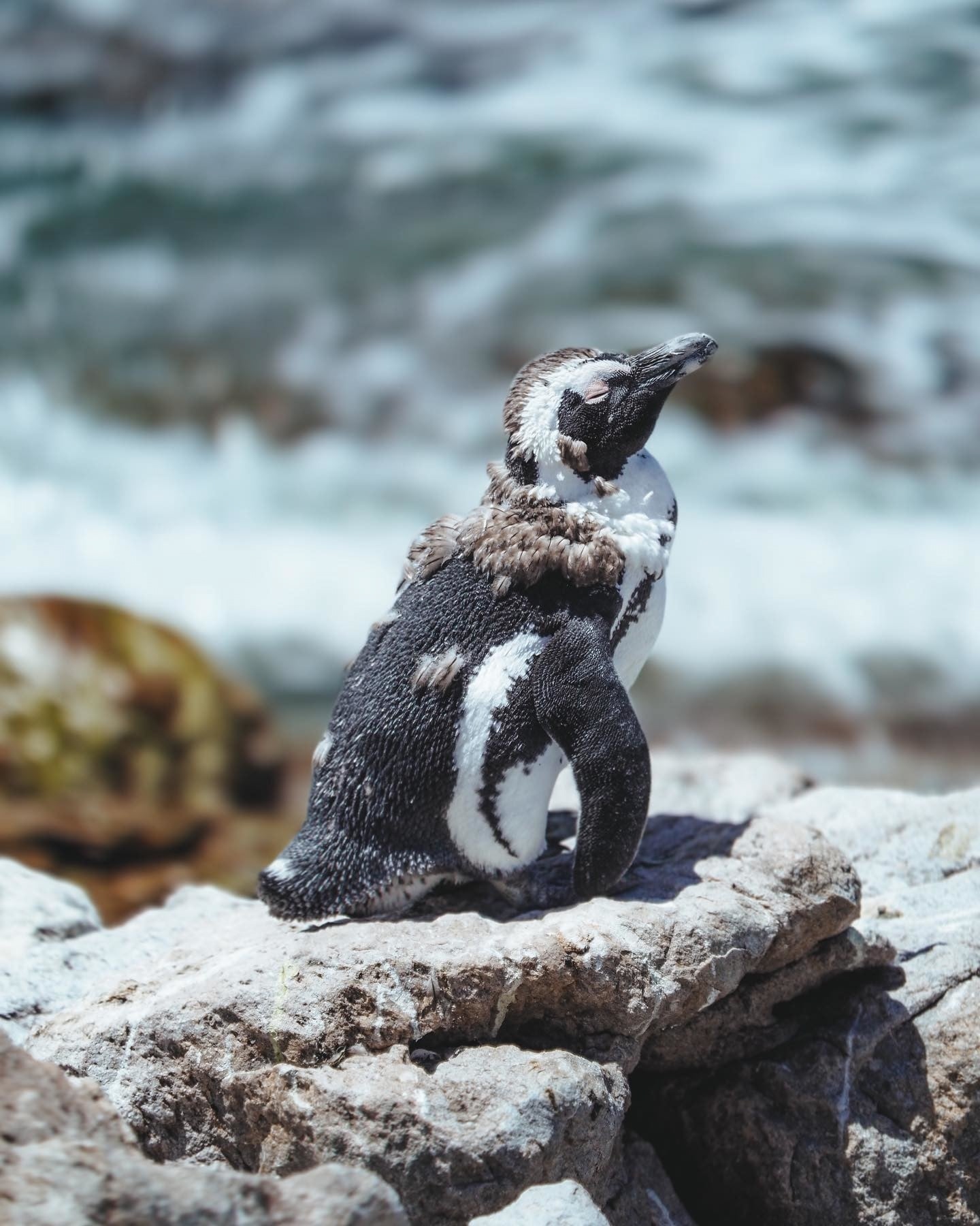 Pinguin am Boulders Beach