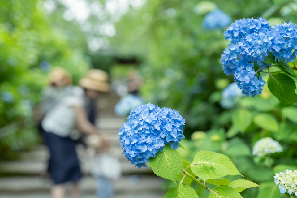 kamakura-nature