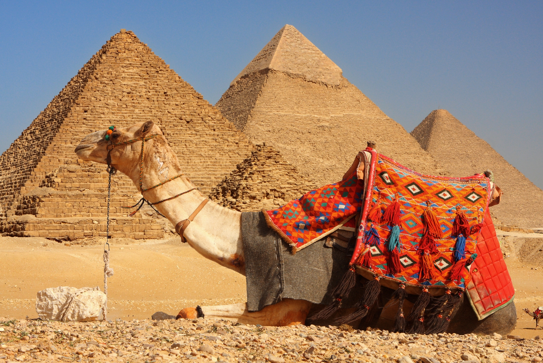 camel laying in front of pyramids on adventure trip