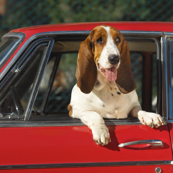 Verreisen mit dem Hund