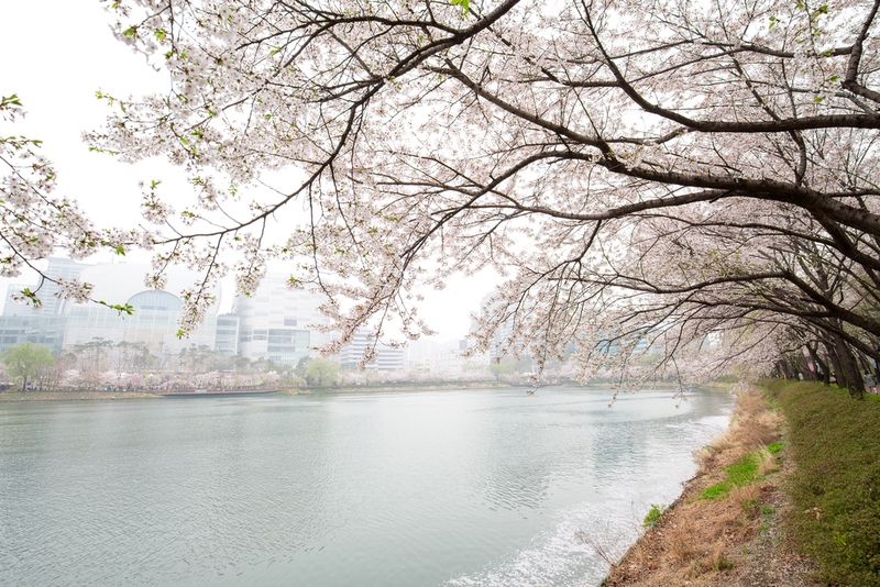 石村湖水(ソクチョン・ホス)桜祭り2