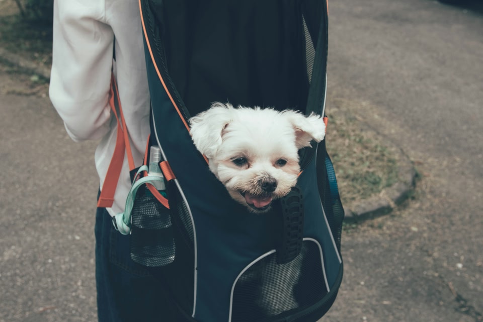 Op pad met de hond in een rugtas