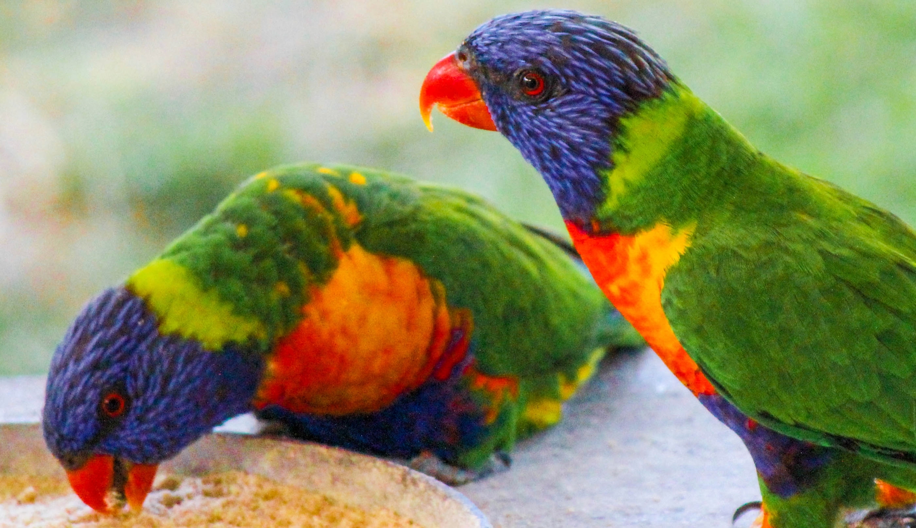 Lorikeets spotted near the best lakes in Victoria