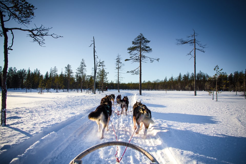 Husky in Lapland, Rovaniemi, Finland - Top 10 Christmas and New Year holidays for 2019/2020