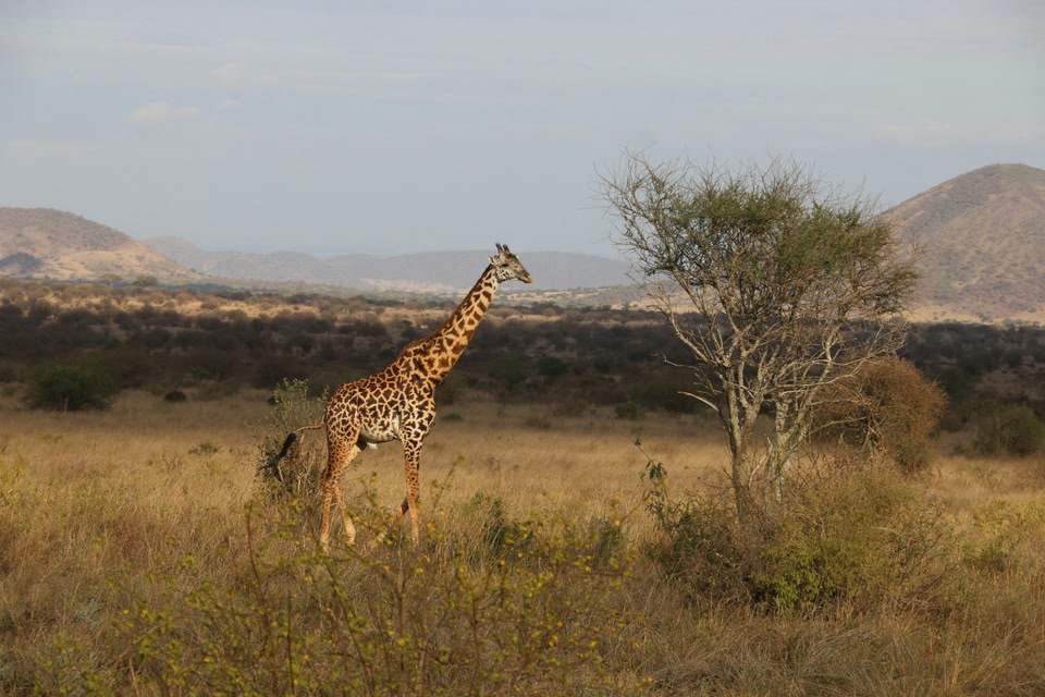 Immagine di una giraffa in Kenya
