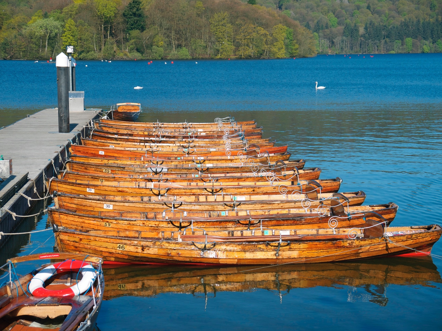 Rowing boats docked at Lake Windermere, with a swan gliding by and green forest in the background