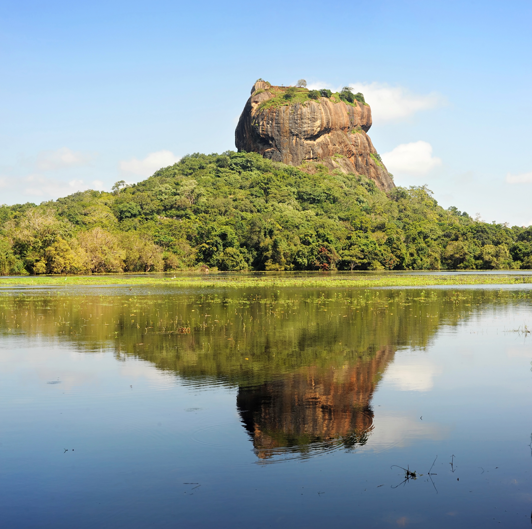 View of the treeline in Sri Lanka from the water
