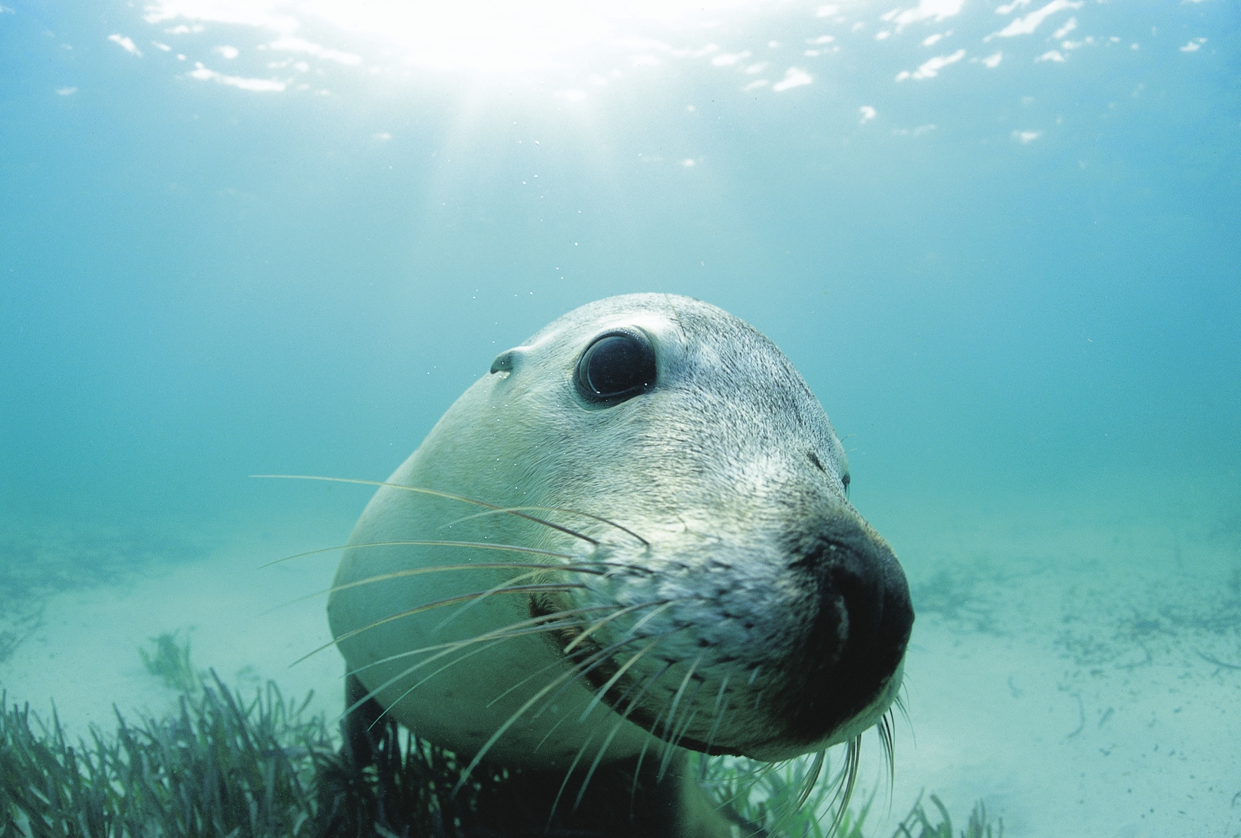 cheap holidays 2021 and affordable holidays 2021 in Port Lincoln where you can swim with sealions