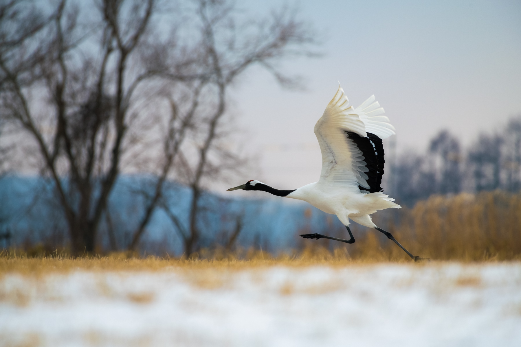 a white and black feathered crane taking flight