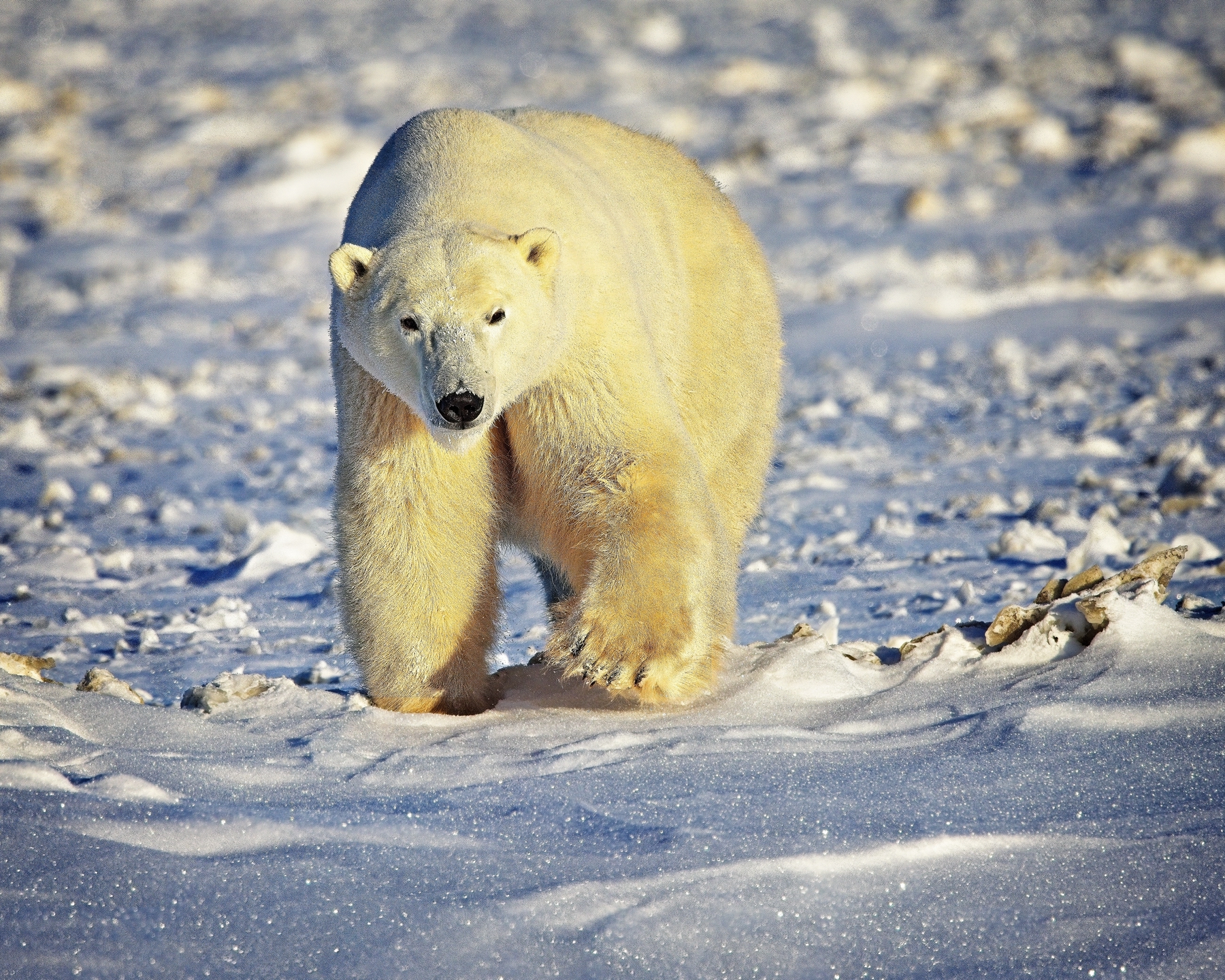 Eisbär in Churchill