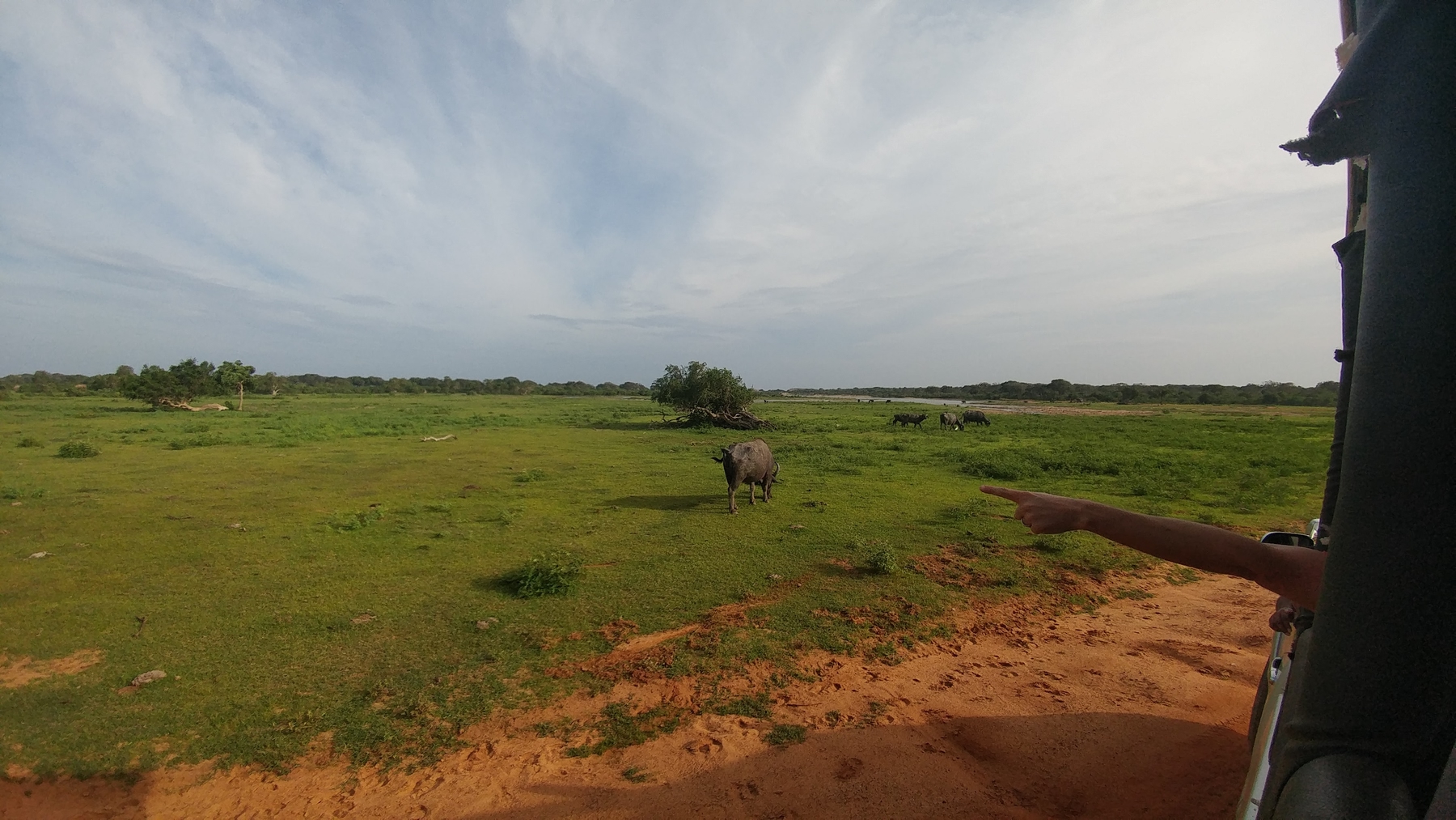 buffalo and a grass field in Sri Lanka