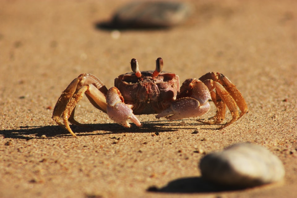 小螃蟹 (示意圖)