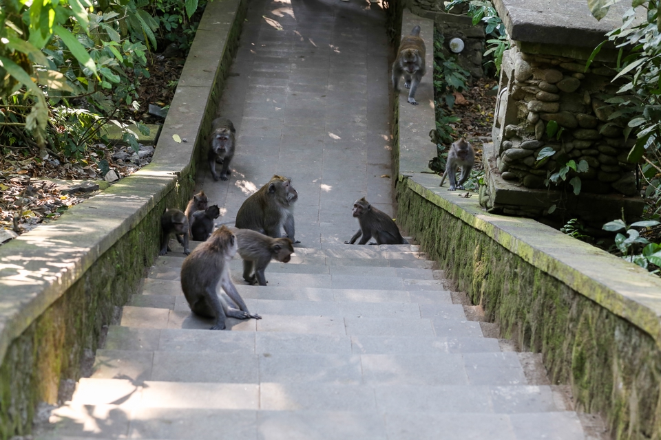 Monkey Forest, Ubud
